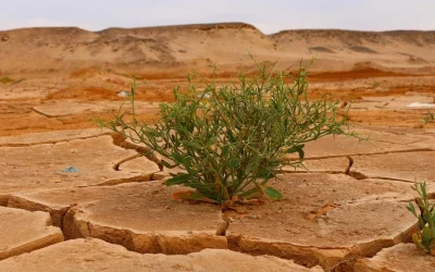 El clima y lo que depende de nosotros