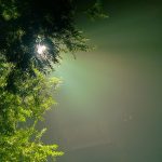 evergreen-2178702_1280