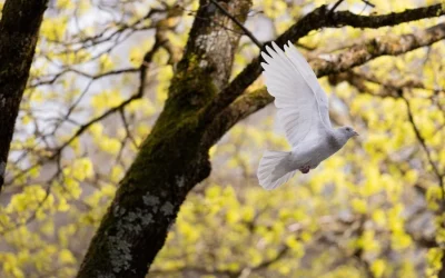 La paz «humilde y perseverante» del Papa León XIV abre el corazón