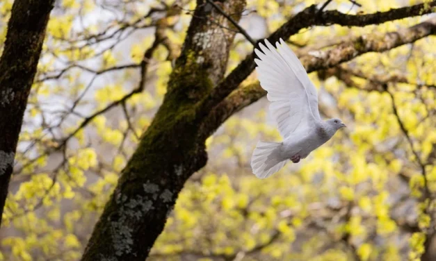 La paz «humilde y perseverante» del Papa León XIV abre el corazón