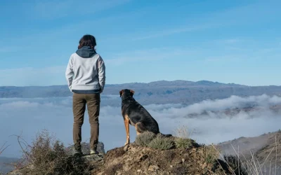 ¿Nos acompañarán nuestras mascotas en el cielo?