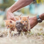 animals-4020199_1280