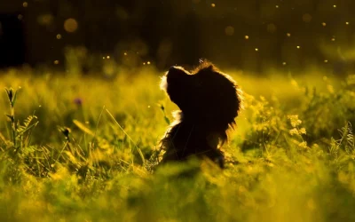 Animales en el cielo