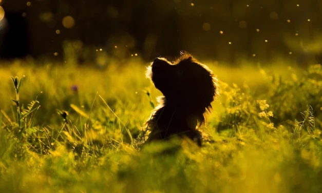 Animales en el cielo