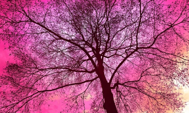 Cuando un árbol nos lleva a Dios