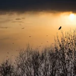 franz26-birds-5891620_1280