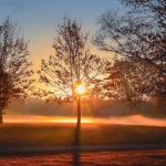 mohann-trees-9480700_1280