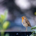 theotherkev-bird-6011387_1280