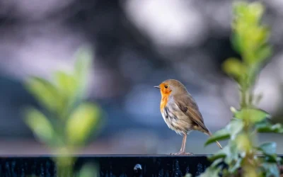Un petirrojo en Medjugorje