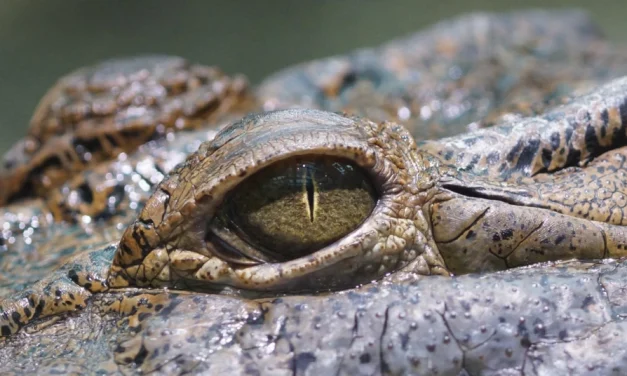 Leyendas del inframundo: reptilianos en Viet Nam