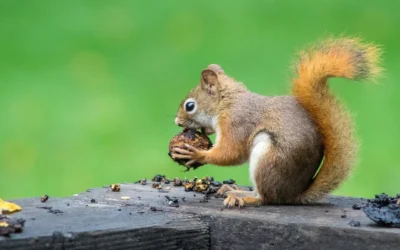 Analogías con animales