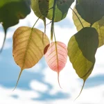 kalyanayahaluwo-tree-7237309_1920