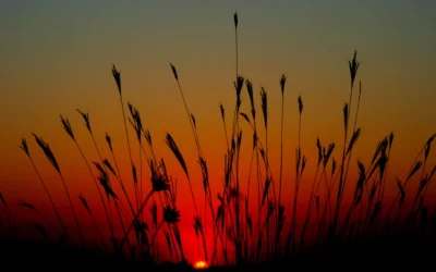 Consepultados y conresucitados con el Mesías Señor