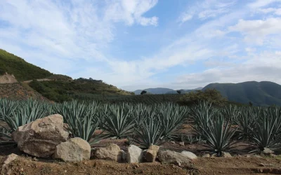 De la mitra al hábito: los dominicos en la Iglesia novohispana temprana