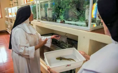 Guardianas del achoque: Las monjas dominicas que salvan a una especie de la extinción