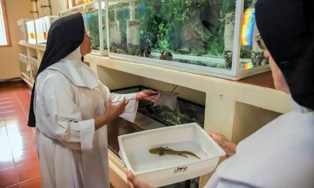 Guardianas del achoque: Las monjas dominicas que salvan a una especie de la extinción