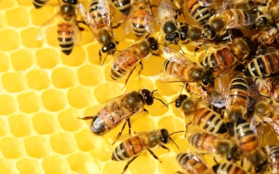 “Fabricar” abejas reinas