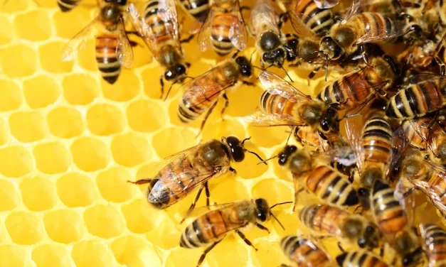 “Fabricar” abejas reinas