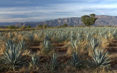 Cristeros y agraristas en Jalisco (Parte 1)