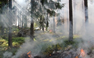 «Cuidamos lo que amamos»: la Iglesia española llama a recuperar el vínculo con la creación ante la ola de incendios