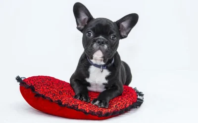 Quién fuera perro japonés